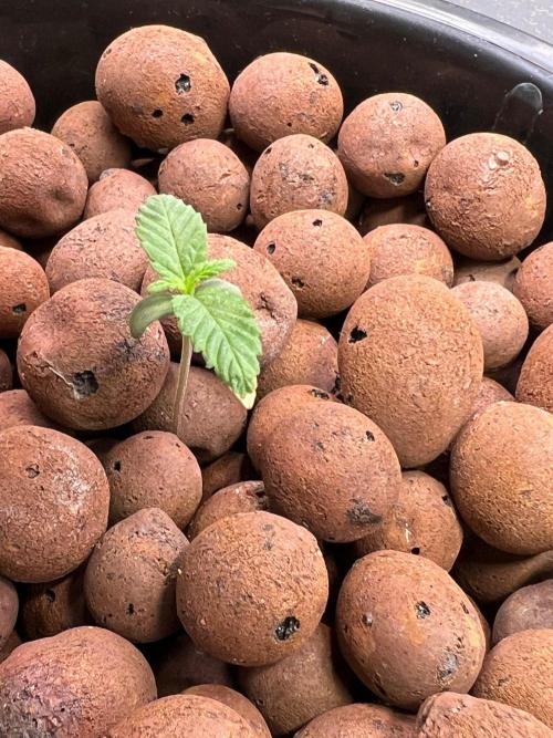 Tropical Fruit Cake - Paradise Seeds. Week 1