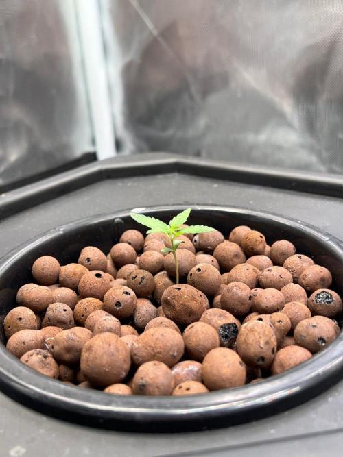 Tropical Fruit Cake - Paradise Seeds. Week 1