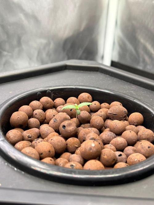 Tropical Fruit Cake - Paradise Seeds. Week 1