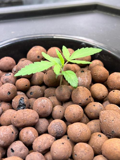 Tropical Fruit Cake - Paradise Seeds. Week 2