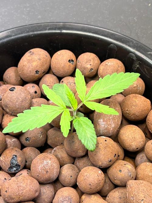 Tropical Fruit Cake - Paradise Seeds. Week 2
