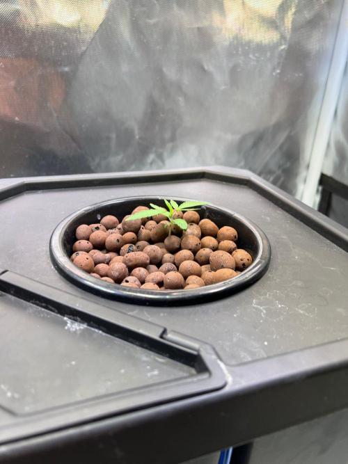 Tropical Fruit Cake - Paradise Seeds. Week 2