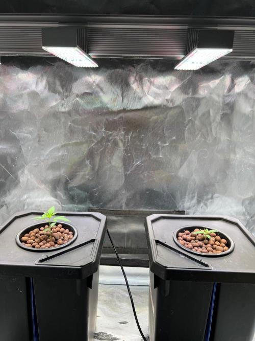 Tropical Fruit Cake - Paradise Seeds. Week 2