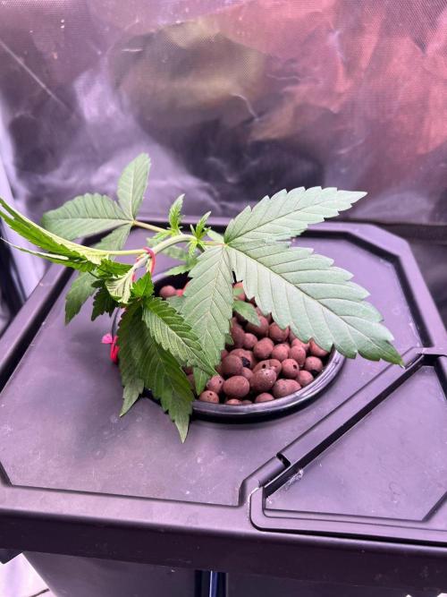 Tropical Fruit Cake - Paradise Seeds. Week 3