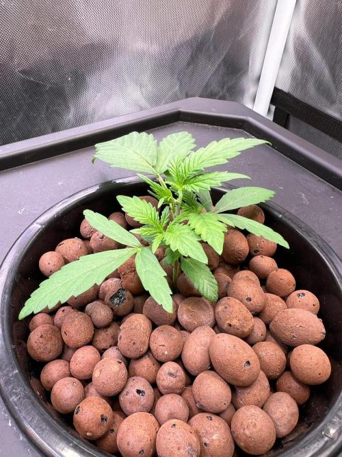 Tropical Fruit Cake - Paradise Seeds. Week 3