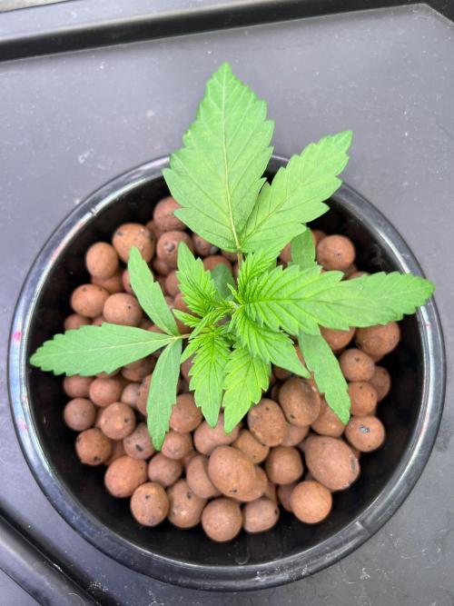 Tropical Fruit Cake - Paradise Seeds. Week 3