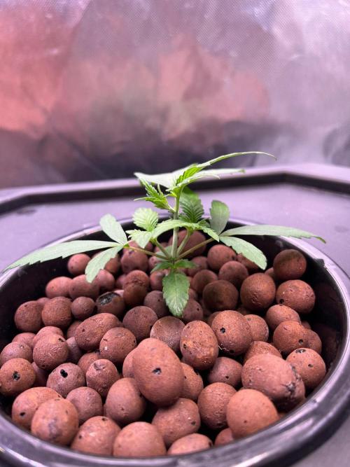 Tropical Fruit Cake - Paradise Seeds. Week 3