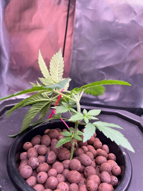 Tropical Fruit Cake - Paradise Seeds. Week 3