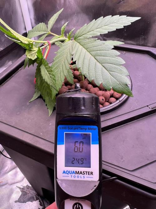 Tropical Fruit Cake - Paradise Seeds. Week 3