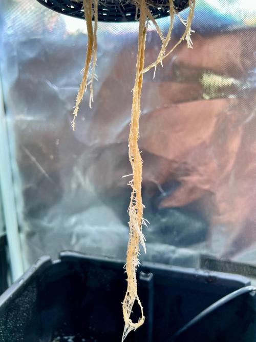 Tropical Fruit Cake - Paradise Seeds. Week 3