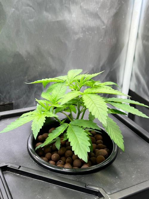 Tropical Fruit Cake - Paradise Seeds. Week 4
