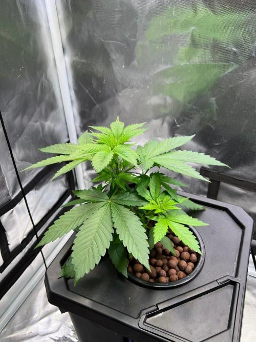Tropical Fruit Cake - Paradise Seeds. Week 4