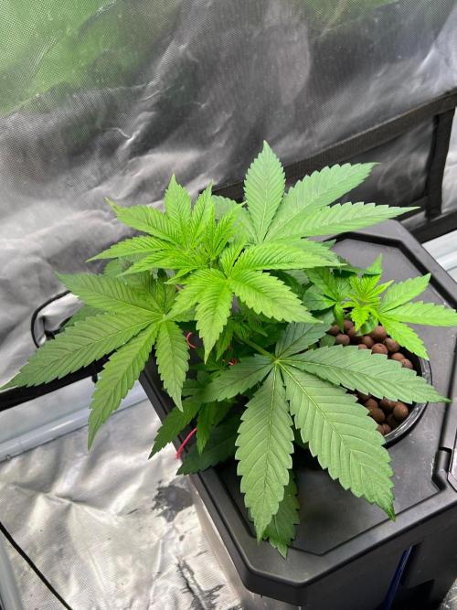 Tropical Fruit Cake - Paradise Seeds. Week 4