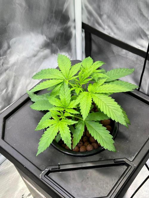 Tropical Fruit Cake - Paradise Seeds. Week 4