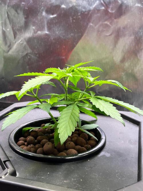 Tropical Fruit Cake - Paradise Seeds. Week 4