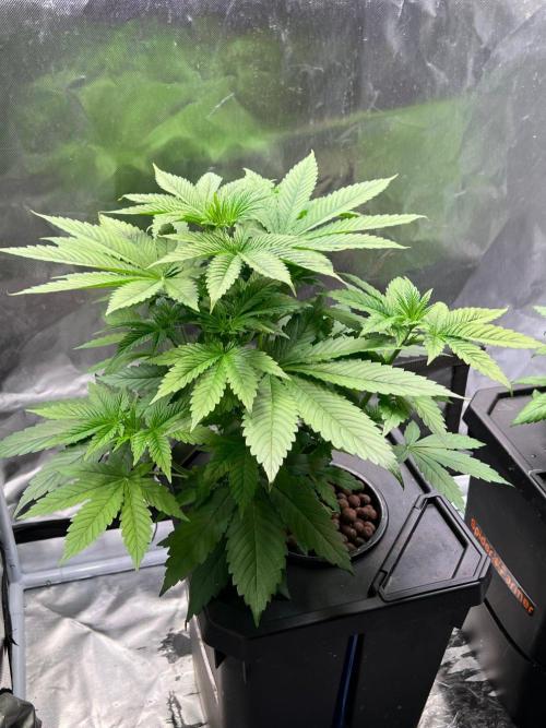 Tropical Fruit Cake - Paradise Seeds. Week 5