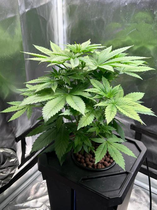 Tropical Fruit Cake - Paradise Seeds. Week 5