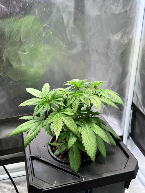 Tropical Fruit Cake - Paradise Seeds. Week 5