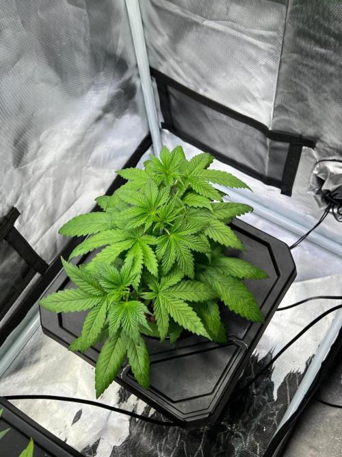 Tropical Fruit Cake - Paradise Seeds. Week 5
