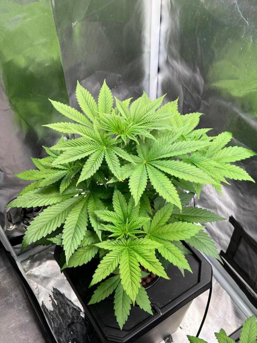 Tropical Fruit Cake - Paradise Seeds. Week 5