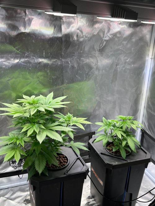 Tropical Fruit Cake - Paradise Seeds. Week 5