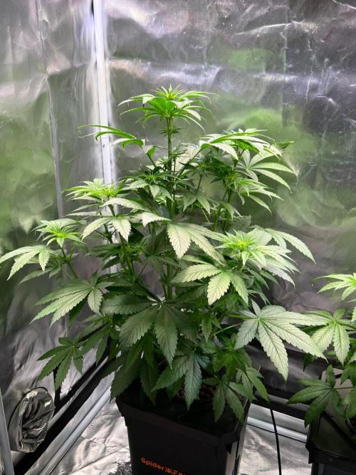 Tropical Fruit Cake - Paradise Seeds. Week 6