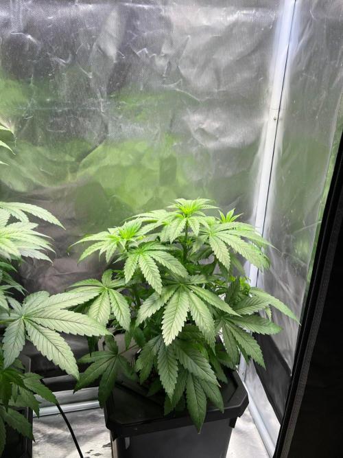 Tropical Fruit Cake - Paradise Seeds. Week 6