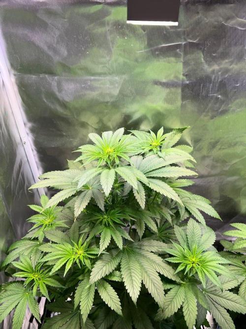 Tropical Fruit Cake - Paradise Seeds. Week 6