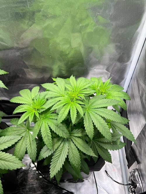 Tropical Fruit Cake - Paradise Seeds. Week 6