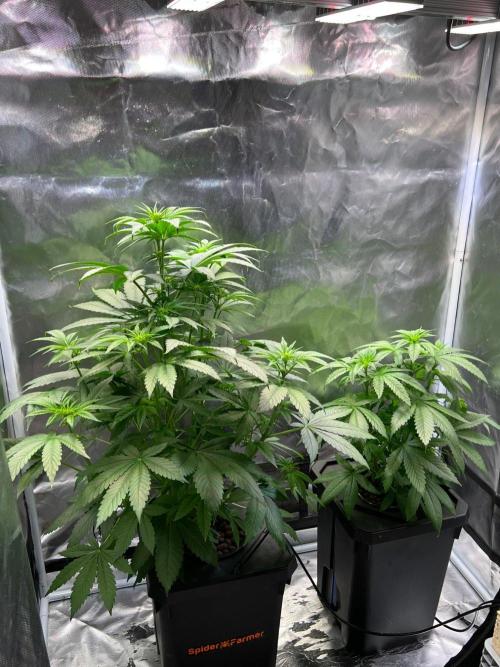 Tropical Fruit Cake - Paradise Seeds. Week 6