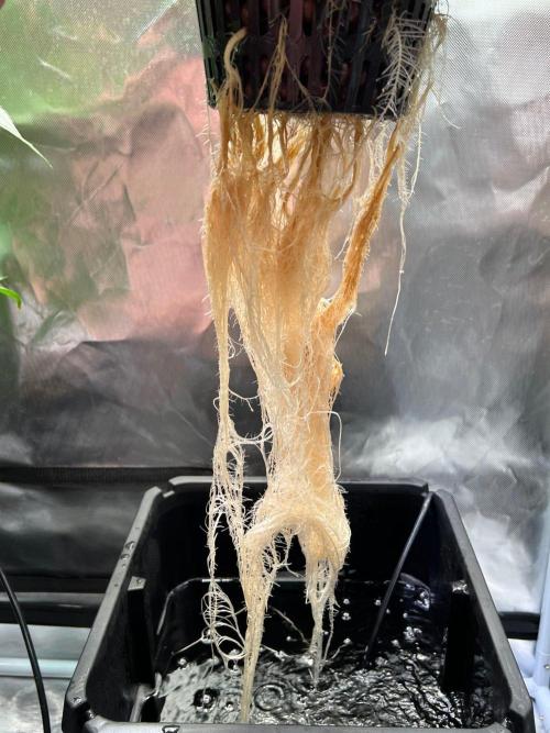 Tropical Fruit Cake - Paradise Seeds. Week 6