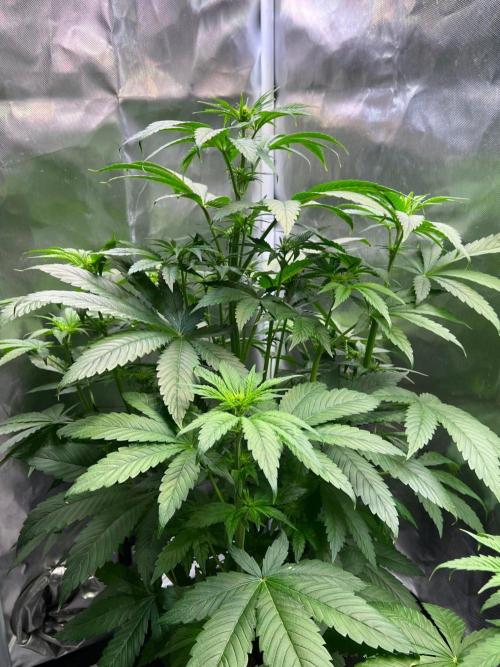 Tropical Fruit Cake - Paradise Seeds. Week 6
