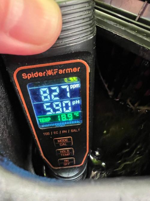 Tropical Fruit Cake - Paradise Seeds. Week 6