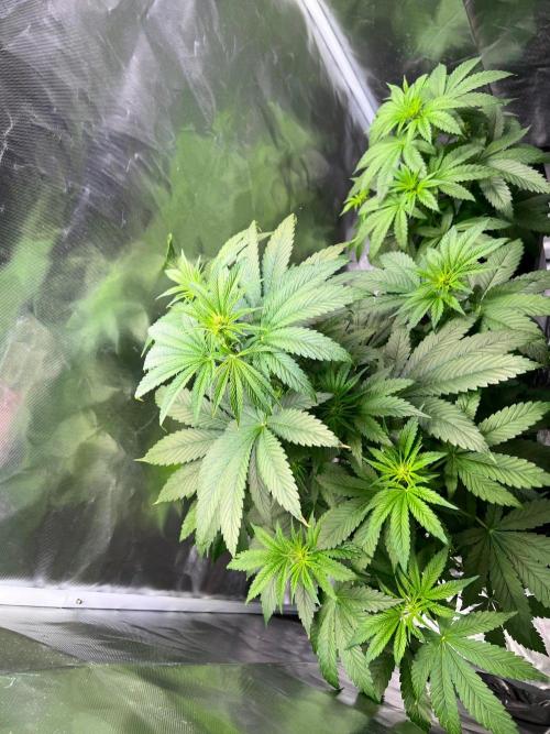Tropical Fruit Cake - Paradise Seeds. Week 6