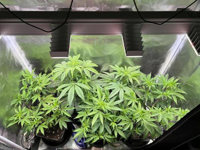 Ice Cream Marker - TerpyZ. Week 5