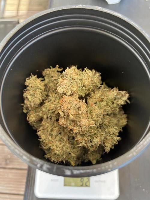 Apple Fritter Auto - Royal Queen Seeds. Week 14