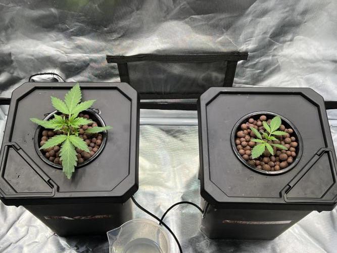 Apple Fritter Auto - Royal Queen Seeds. Week 2