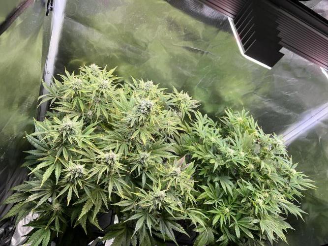 Apple Fritter Auto - Royal Queen Seeds. Week 9
