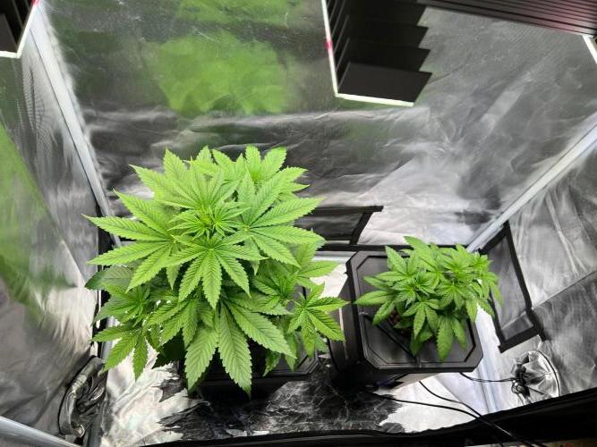 Tropical Fruit Cake - Paradise Seeds. Week 5