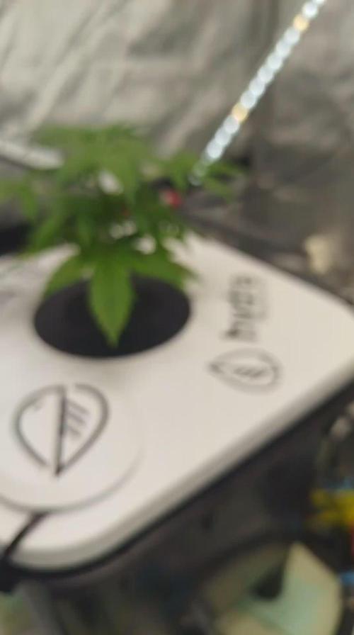 GG4 Sherpet Fastflower