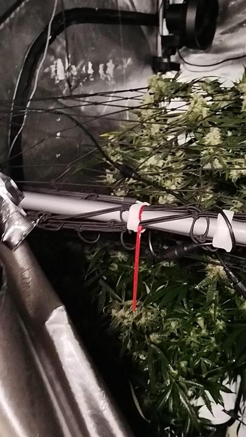 GG4 Sherpet Fastflower