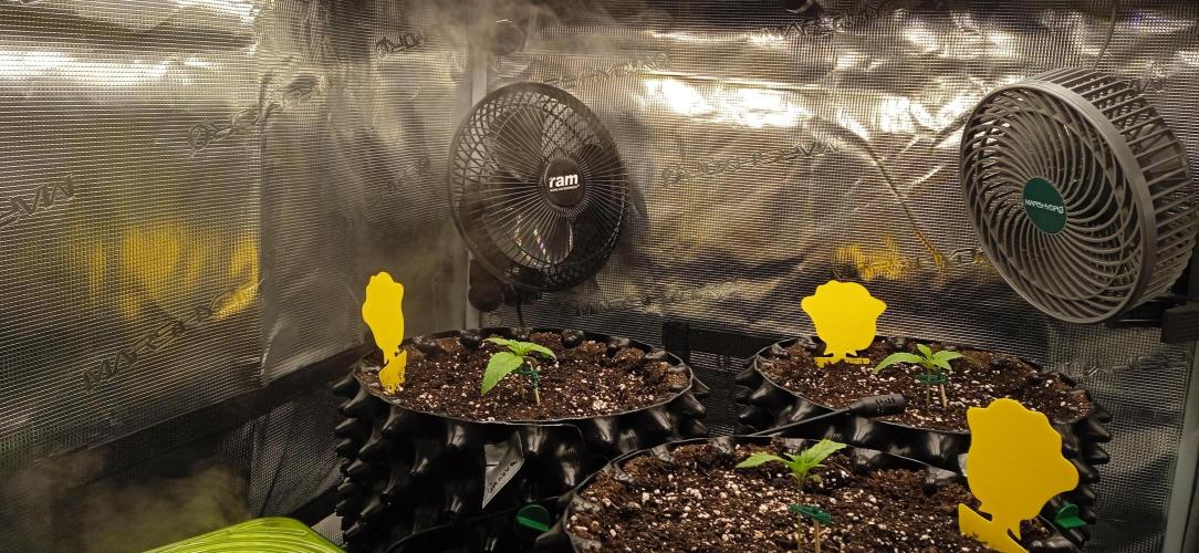 GGG25/26 HWSeeds. Week 0