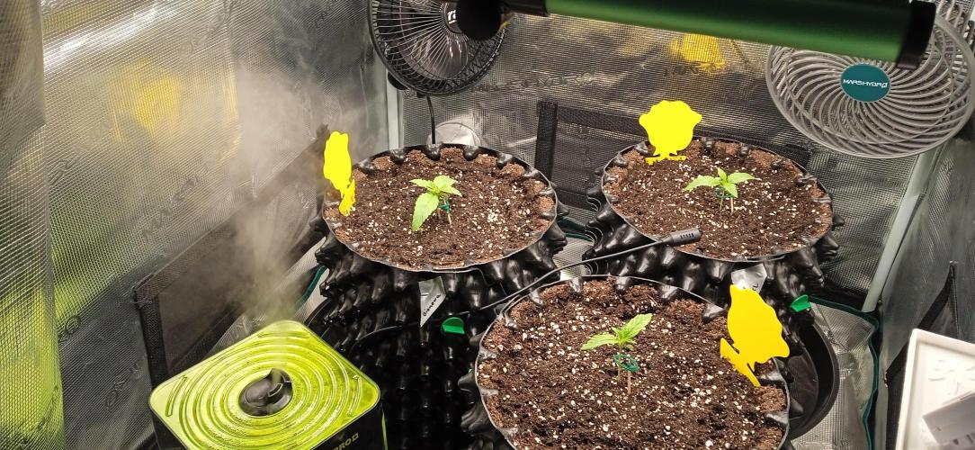 GGG25/26 HWSeeds. Week 0