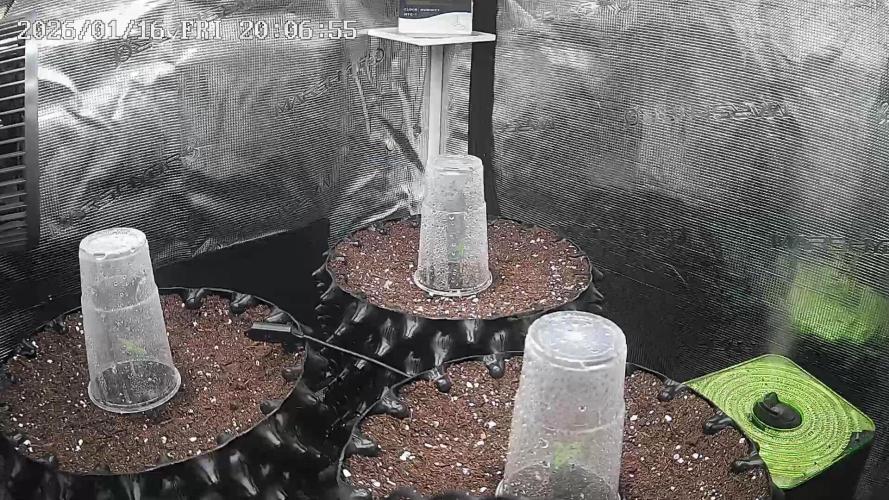 GGG25/26 HWSeeds. Week 0