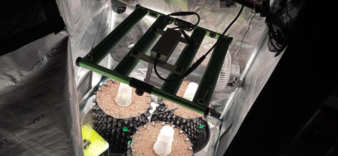 GGG25/26 HWSeeds. Week 0