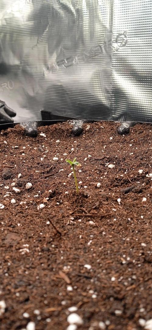 GGG25/26 HWSeeds. Week 0