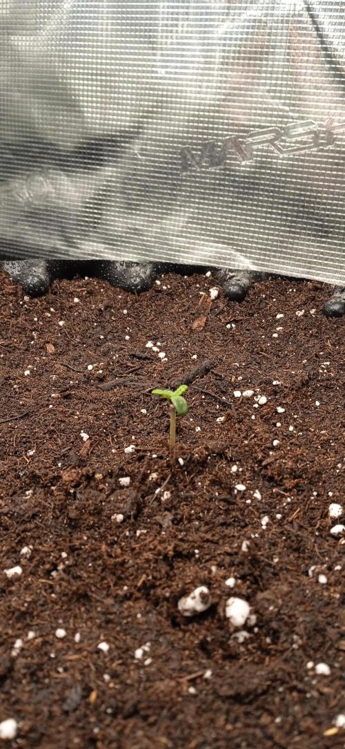 GGG25/26 HWSeeds. Week 0