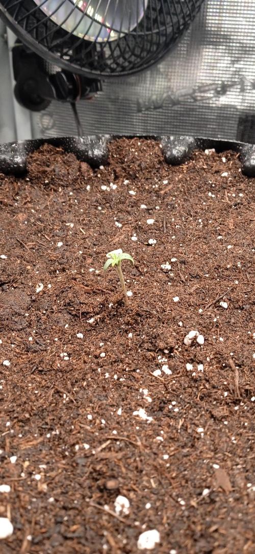 GGG25/26 HWSeeds. Week 0