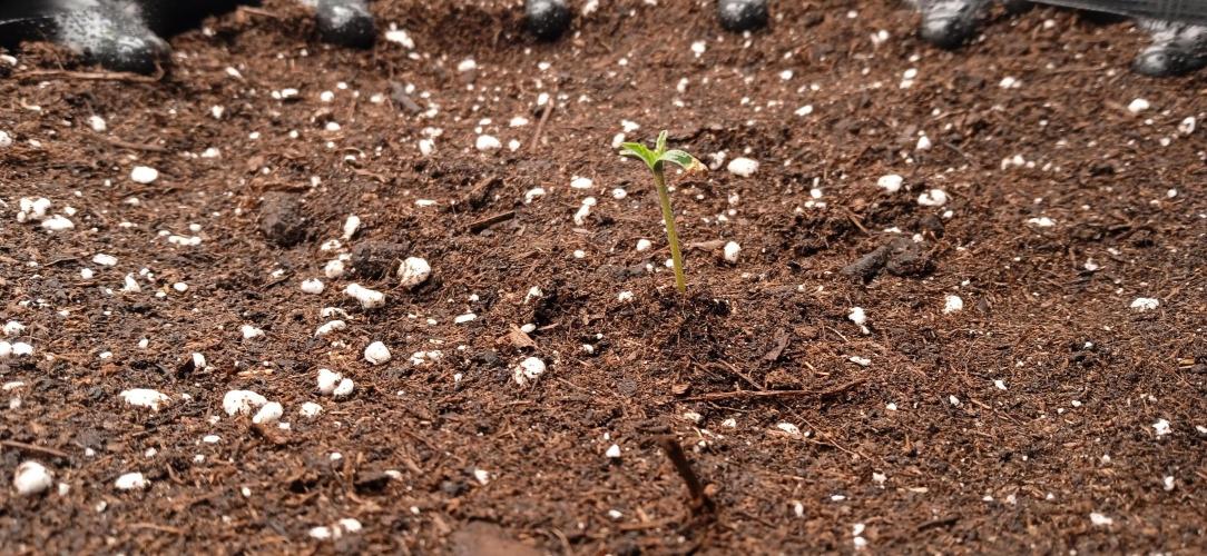 GGG25/26 HWSeeds. Week 0