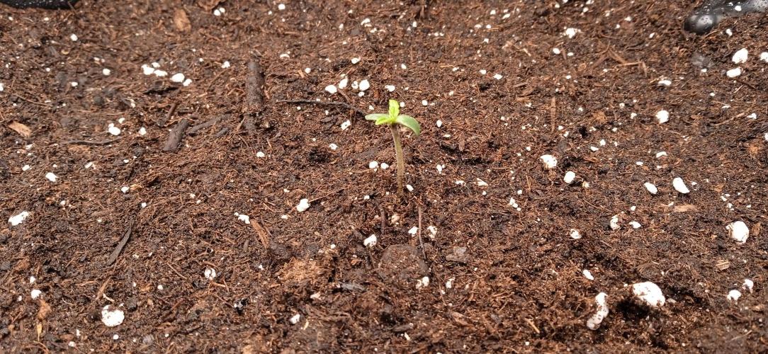 GGG25/26 HWSeeds. Week 0